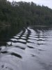 Gordon River boat tour