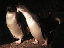 Penguin, Bicheno rookery