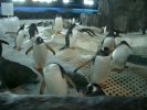 Penguins at Kelly Tarlton's
