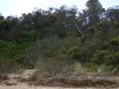 Wildlife at Freycinet National Park