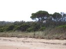 Wildlife at Freycinet National Park