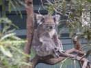 Koala, Sydney Zoo