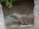 Komodo Dragon, Sydney Zoo