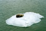 [Seal relaxing on pack ice]