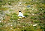 [Arctic tern breeding]