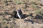 Magellanic penguins, Magdalena Island, Chile