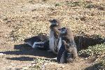 Magellanic penguins, Magdalena Island, Chile