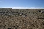 Magdalena Island - home of a lot of penguins
