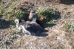 Magellanic penguins, Magdalena Island, Chile