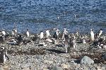 Magdalena Island - home of a lot of penguins