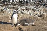 Magellanic penguins, Magdalena Island, Chile