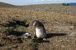 Magdalena Island - home of a lot of penguins