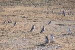 Magdalena Island - home of a lot of penguins