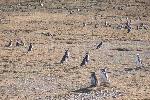 Magdalena Island - home of a lot of penguins