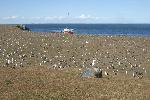 Magdalena Island - home of a lot of penguins