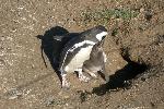 Magellanic penguins, Magdalena Island, Chile