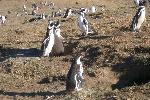 Magellanic penguins, Magdalena Island, Chile