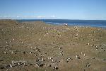 Magdalena Island - home of a lot of penguins