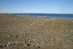 Magdalena Island - home of a lot of penguins