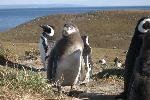 Magellanic penguins, Magdalena Island, Chile