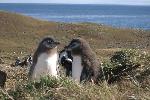 Magellanic penguins, Magdalena Island, Chile