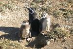 Magellanic penguins, Magdalena Island, Chile