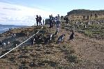 Penguins crossing path on Magdalena Island, Chile