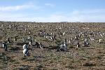 Magdalena Island - home of a lot of penguins