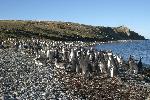 Magdalena Island - home of a lot of penguins