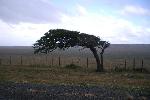 Tree in Patagonia, Chile