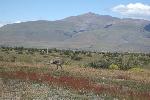 Ostrich near Torres del Paine National Park, Chile