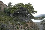 Tree at Torres del Paine National Park, Chile