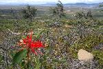 Flower in Patagonia, Chile