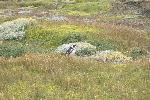 Penguin colony at Otway Sound, Chile