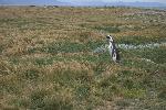 Penguin colony at Otway Sound, Chile