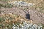 Penguin colony at Otway Sound, Chile