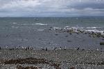 Penguin colony at Otway Sound, Chile