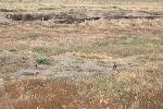 Penguin colony at Otway Sound, Chile