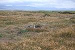 Penguin colony at Otway Sound, Chile