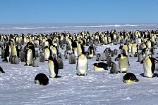 Emperor Penguin colonies, Antarctica