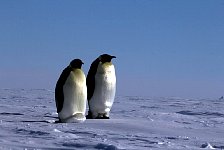 Emperor Penguin colonies, Antarctica