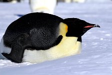 Emperor Penguin colonies, Antarctica