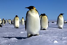 Emperor Penguin colonies, Antarctica