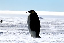 Emperor Penguin colonies, Antarctica