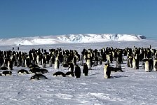 Emperor Penguin colonies, Antarctica