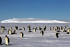 Emperor Penguin colonies, Antarctica