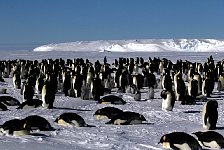 Emperor Penguin colonies, Antarctica