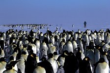 Emperor Penguin colonies, Antarctica