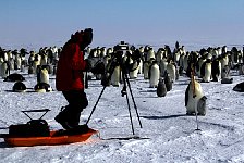 Emperor Penguin colonies, Antarctica