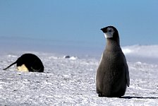 Emperor Penguin colonies, Antarctica